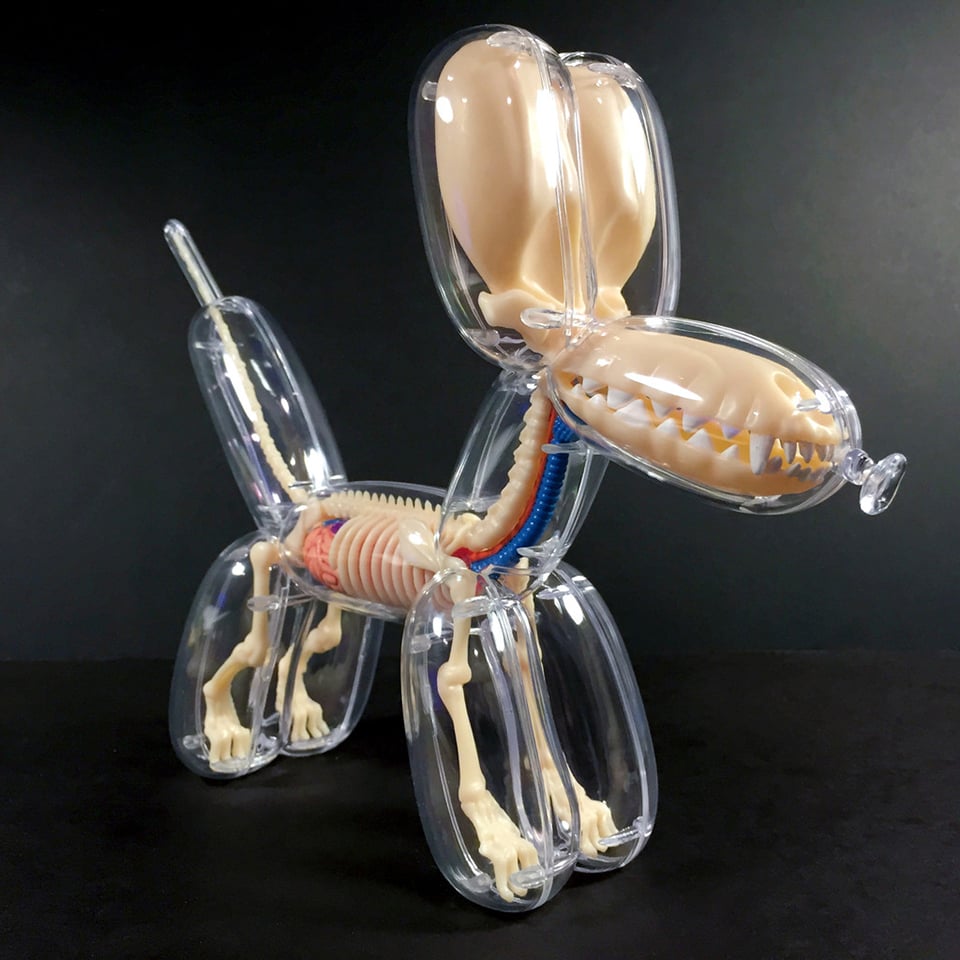 Ducky & Balloon Dog Anatomy Toys