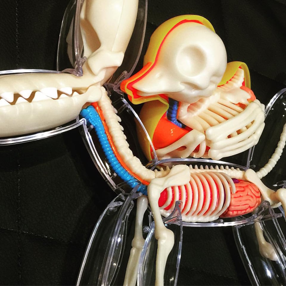 Ducky & Balloon Dog Anatomy Toys