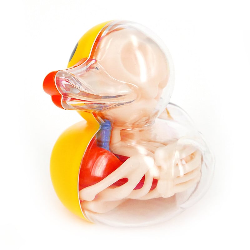 Ducky & Balloon Dog Anatomy Toys