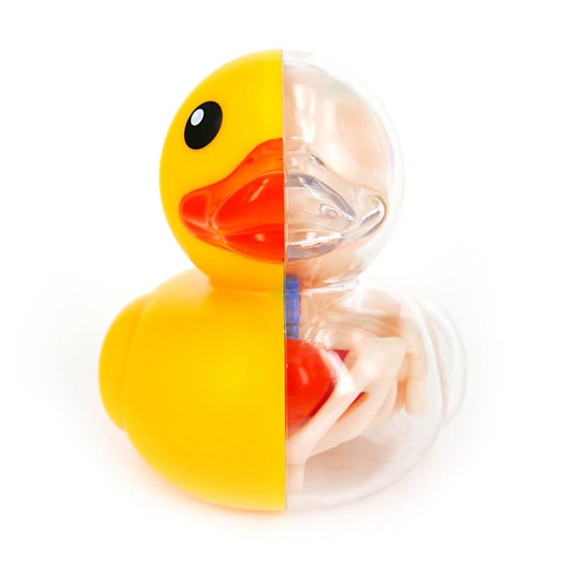 Ducky & Balloon Dog Anatomy Toys