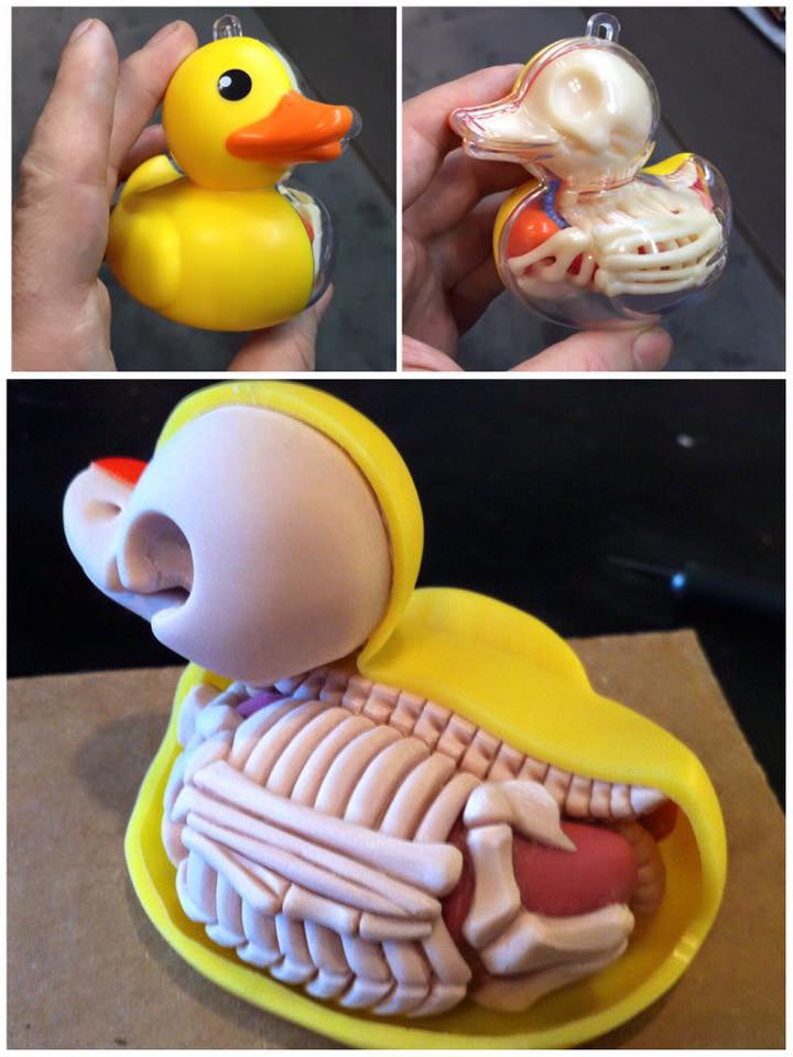 Ducky & Balloon Dog Anatomy Toys