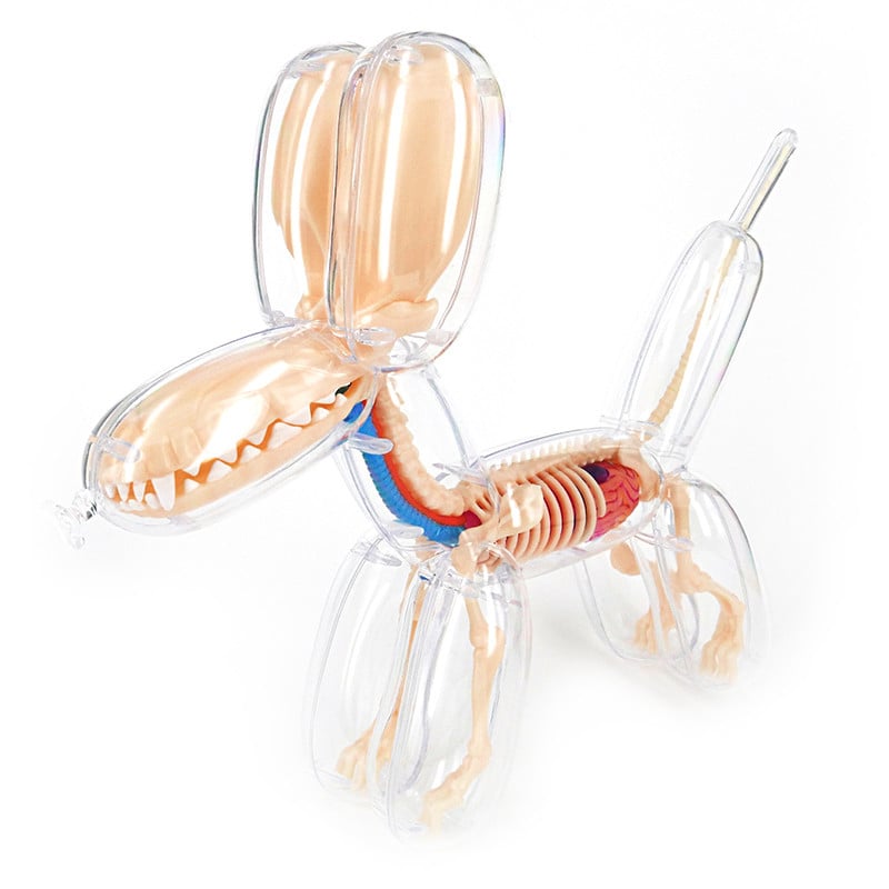 Ducky & Balloon Dog Anatomy Toys