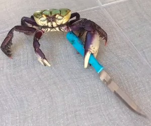 Crab’s Got a Knife