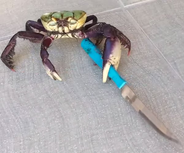 Crab’s Got a Knife