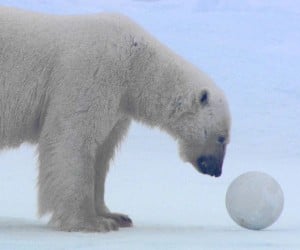 Polar Bear Football