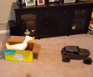 RC Duck