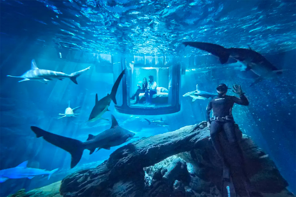 Airbnb Shark Room