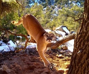 Freeing a Trapped Cougar