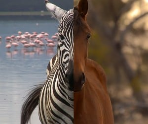 Zebra vs Horses