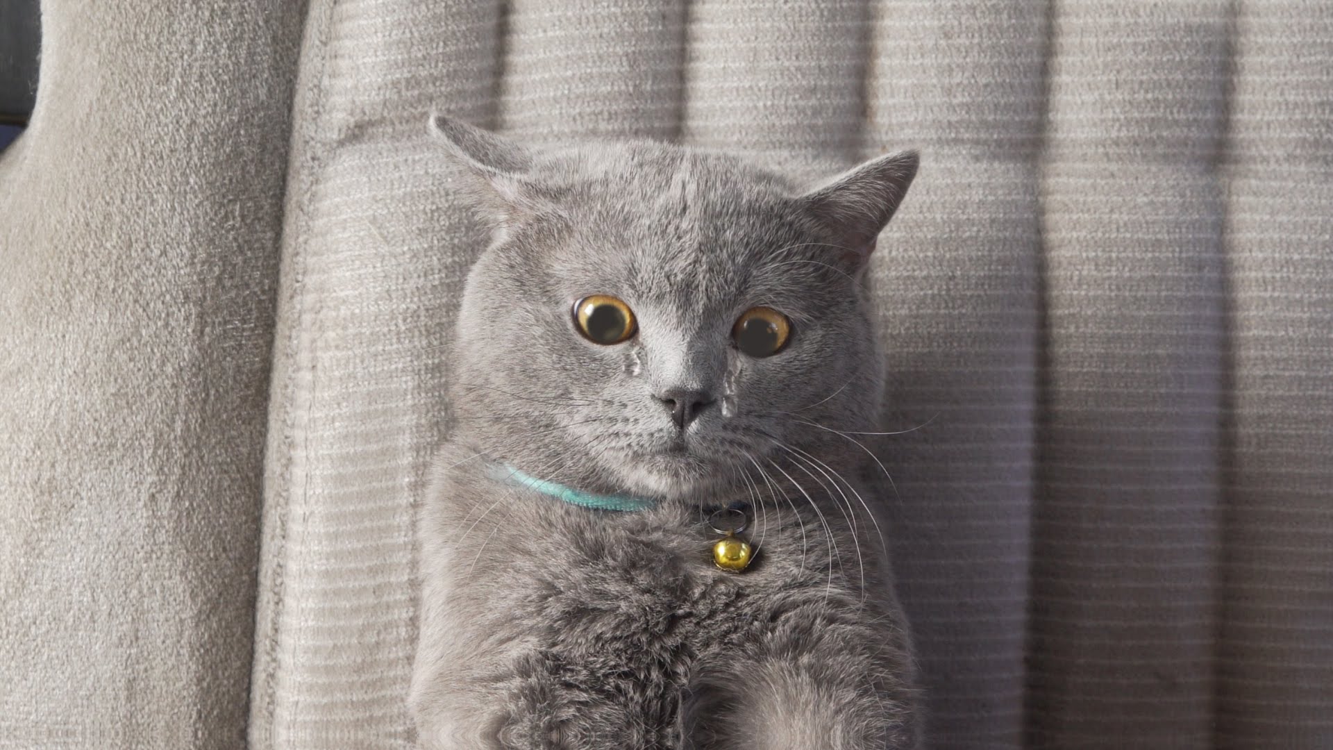 Смешные котики серый