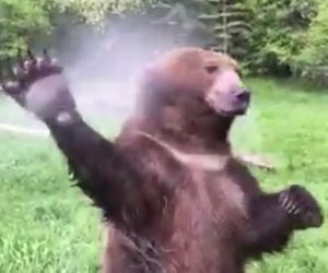 Bear Loves Sprinkler