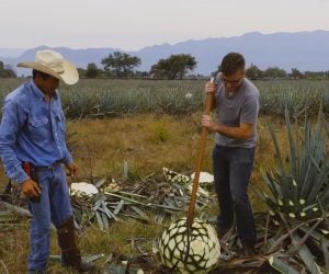 How Tequila is Made
