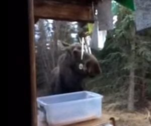 Moose Plays the Wind Chimes