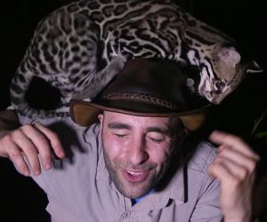 Playing with a Wild Ocelot
