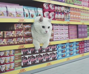 Supermarket Cats