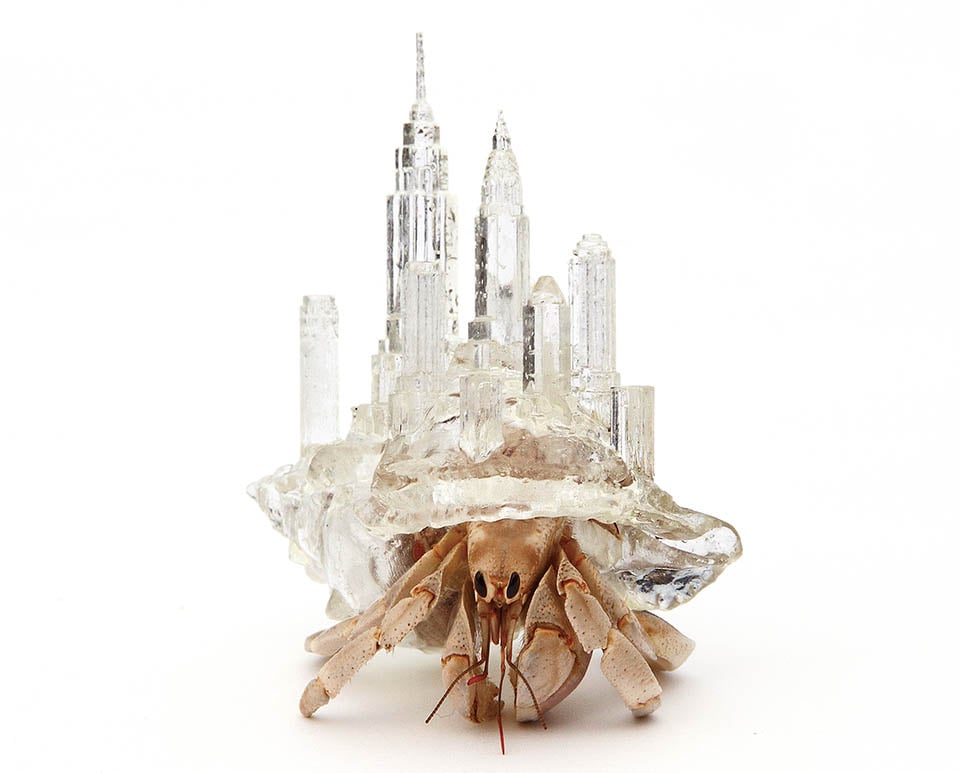 3D-printed Hermit Crab Shells