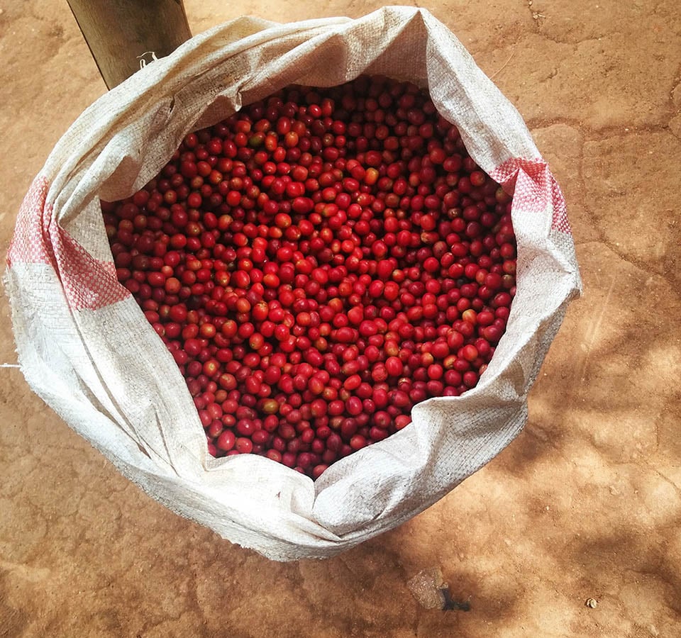 Collected Coffee