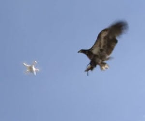Eagle vs. Drone