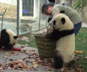 Baby Pandas Are Jerks