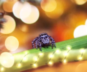 A Peacock Spider Christmas