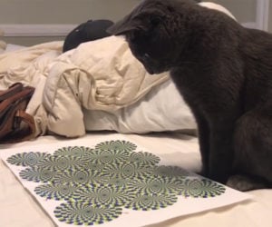 Cat vs. Illusion