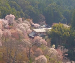 Cherry Blossom Time-lapse