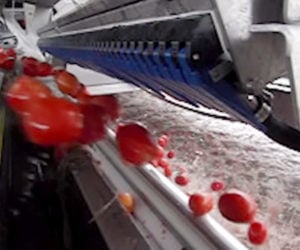Tomato Sorting Machine