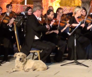 Orchestra Dog