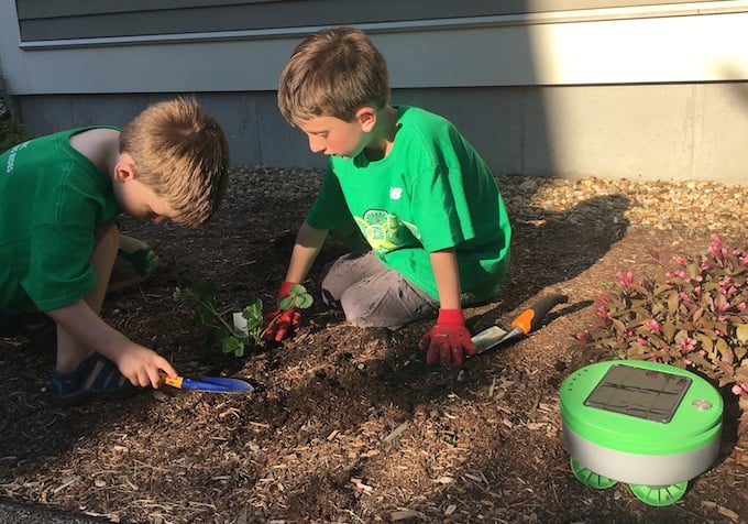 Tertill Robotic Weed Whacker