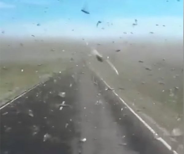Bugs on The Windshield