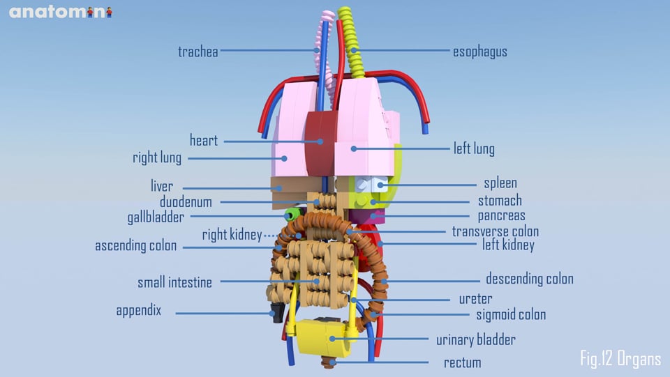 LEGO Anatomini Concept