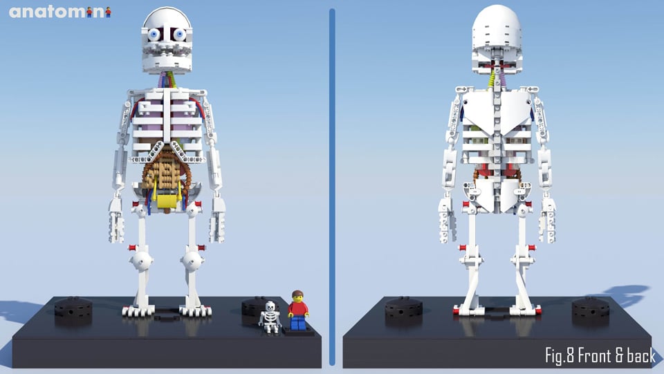LEGO Anatomini Concept