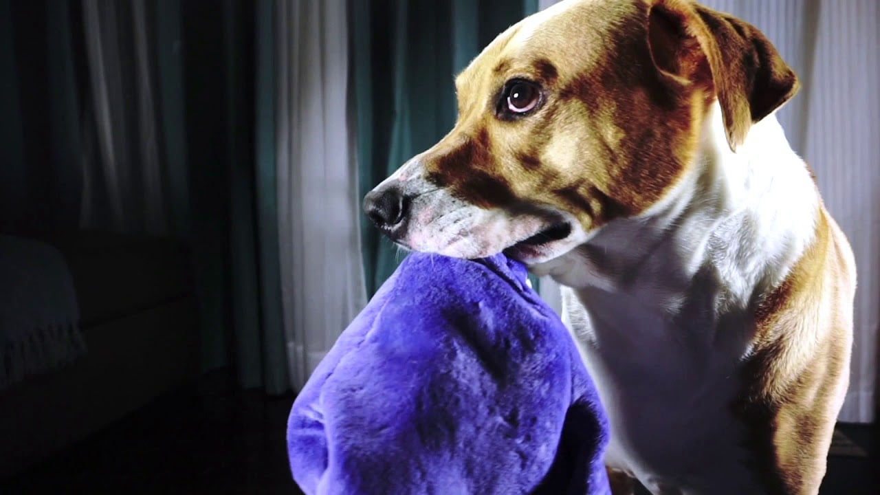 Tearribles Are Plush Toys That Your Dogs Can't Destroy