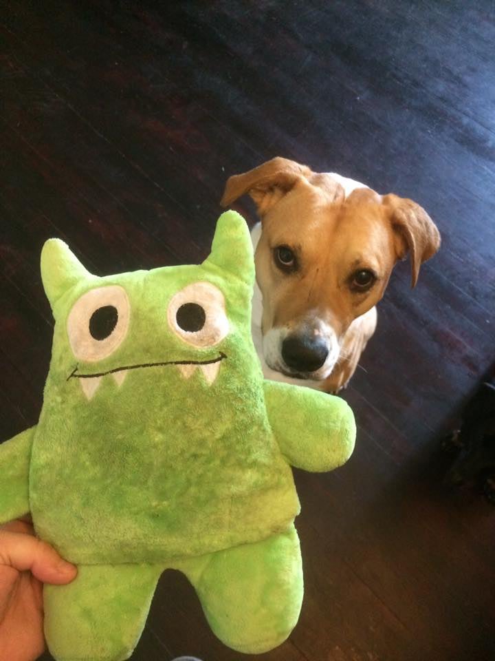 dog destroys stuffed toys