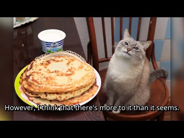 cat with pancake