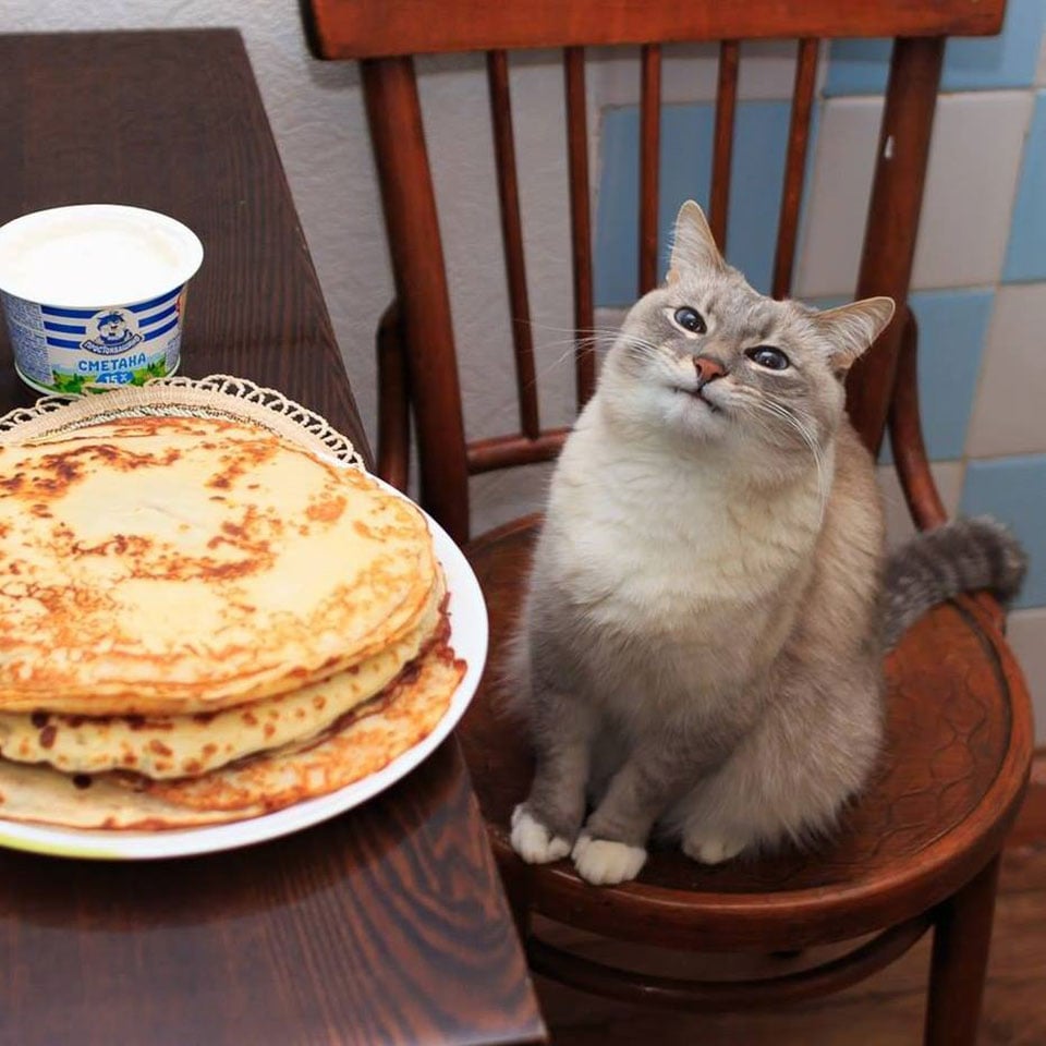 The True Meaning of Pancake Cat