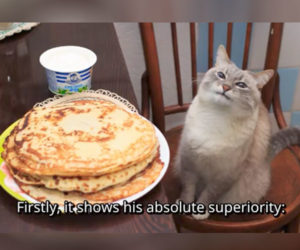 The True Meaning of Pancake Cat