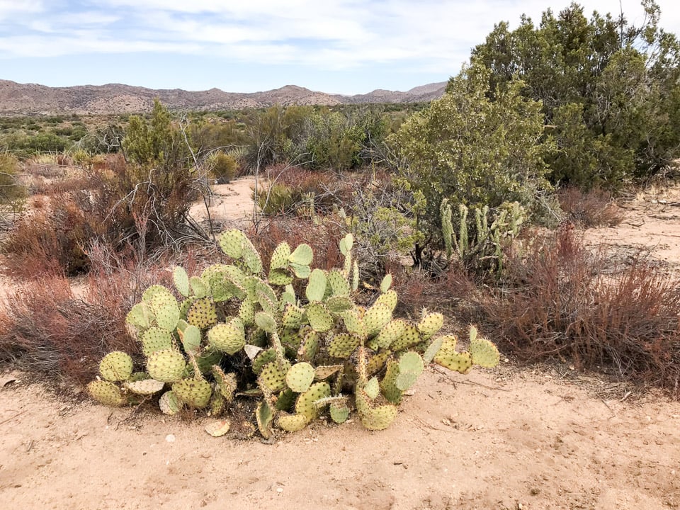 Wide Open Baja Off-road Adventures