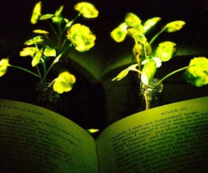 Making Plants Glow