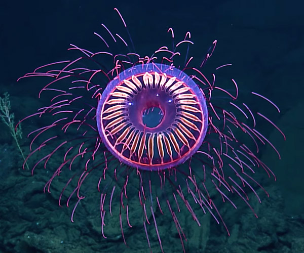Jellyfish Fireworks