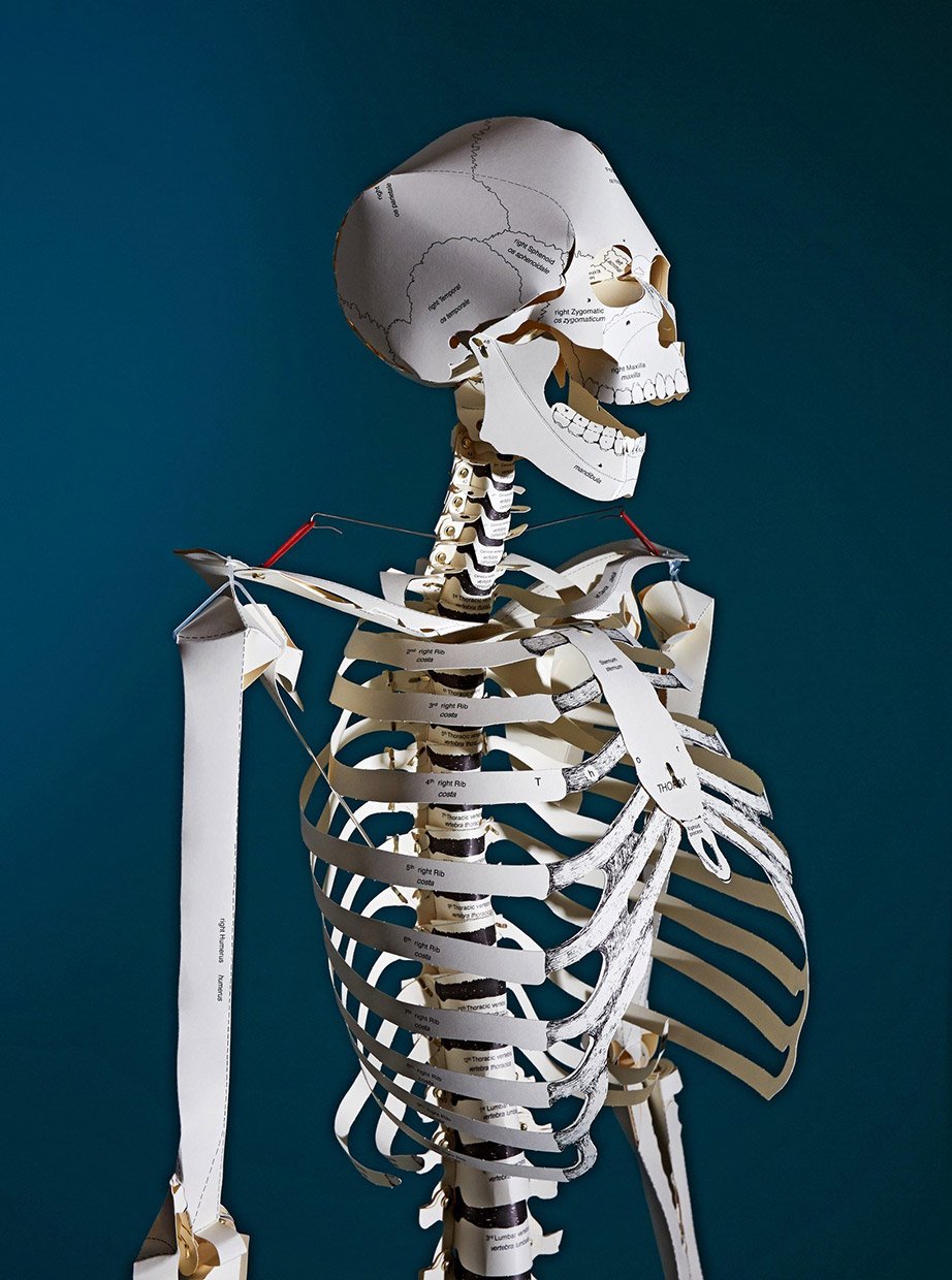 Build Your Own Human Skeleton