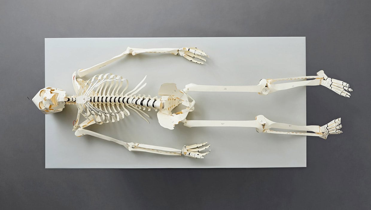 Build Your Own Human Skeleton