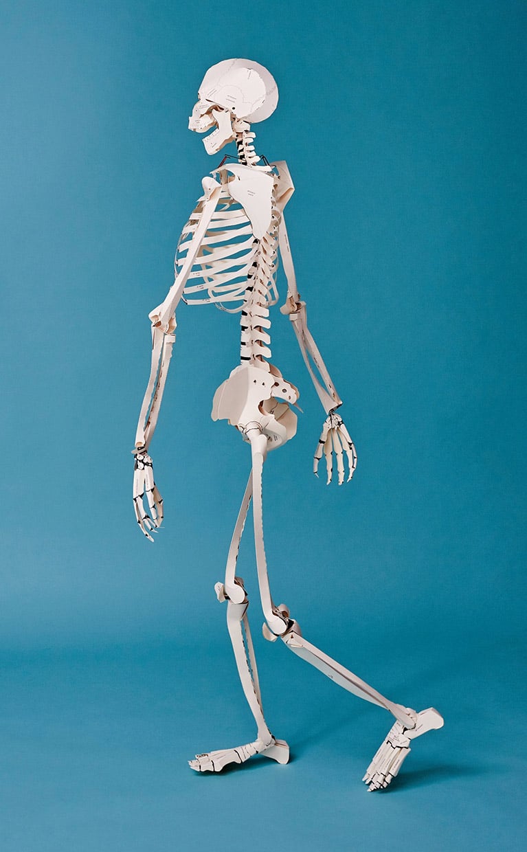 DIY Life-Size Papercraft Skeleton