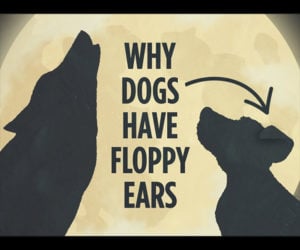 Why Dogs Have Floppy Ears