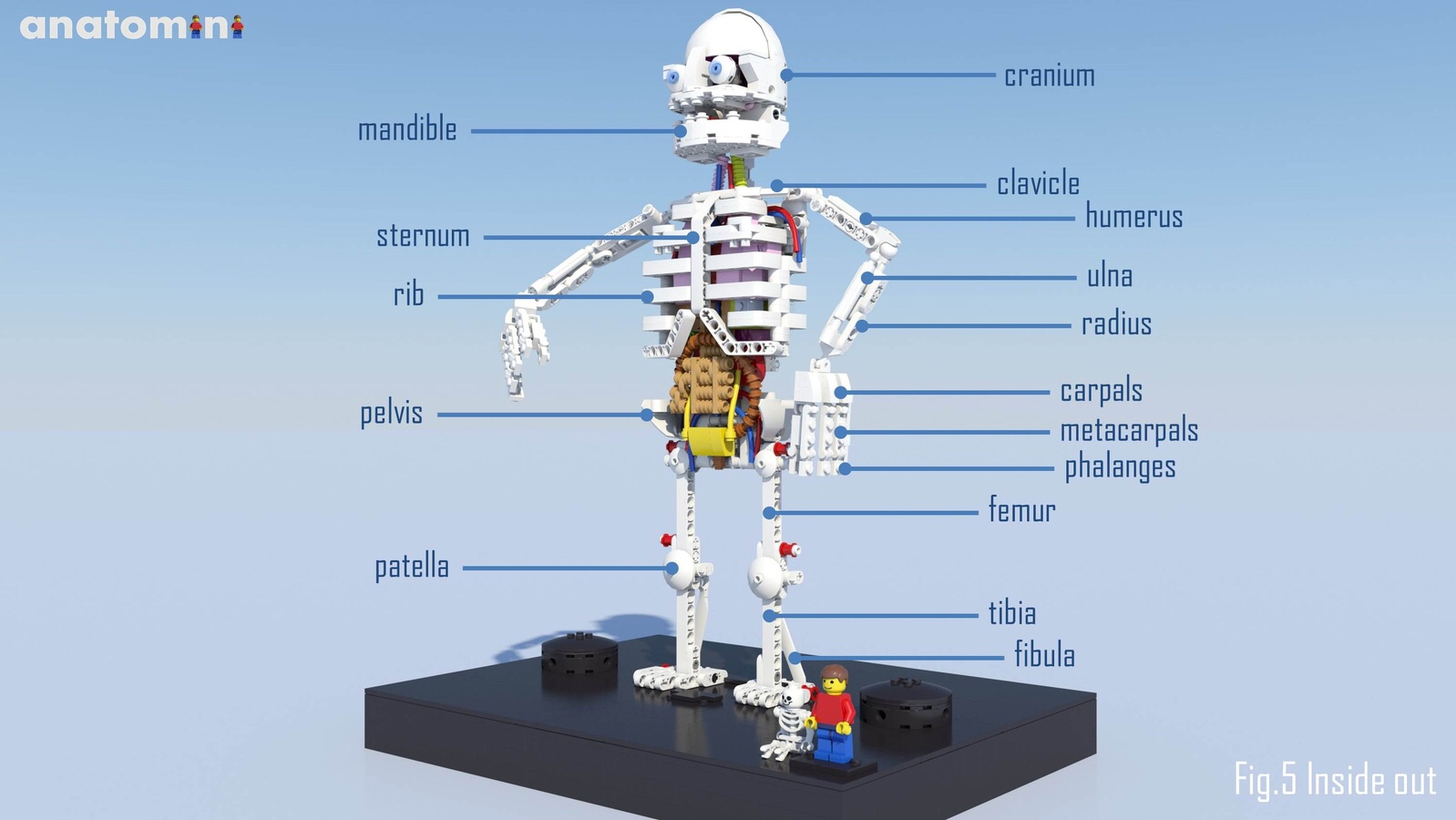 LEGO Ideas: Anatomini