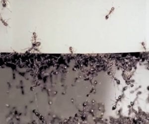 The Bizarre Physics of Fire Ants
