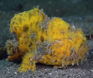 True Facts About the Frog Fish