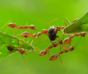 True Facts About Ant Mutualism