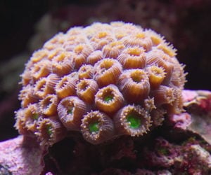 How to Grow Coral
