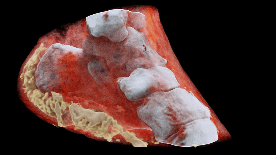 World’s First Full Color 3D X-Rays